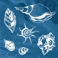 Sea shells decorative icons Royalty Free Stock Photo
