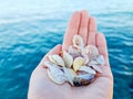 Sea shells in a female hands on sea background Royalty Free Stock Photo
