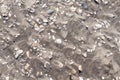 Sea Shells Fragments on Sand Royalty Free Stock Photo