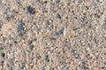 Sea Shells Fragments on Sand Royalty Free Stock Photo