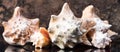 Sea shells in front of a brown background, panorama Royalty Free Stock Photo