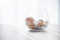 Sea shells in the glass jar on the white background with sun light. Summer, holidays, vacation memories concept Royalty Free Stock Photo