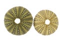 Sea shells of and green sea urchin Echinoidea on white background