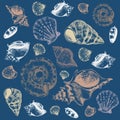 Sea shells. Hand drawn marine seashell. Sketch style drawing underwater elements different types. Tropical ocean