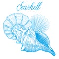 Sea shells Hand drawn vector illustration.Marine wildlife decorative designer graphic art element isolated on white background.
