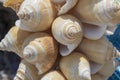 Sea shells handmade ornament handmade. Ayvalik was taken on the island of Cunda