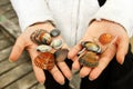 Sea Shells in hands Royalty Free Stock Photo