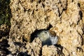 Sea Shells hidden amongst the rocks at the beach