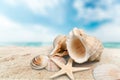 Sea shells on sandy beach background Royalty Free Stock Photo