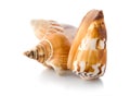 Sea shells isolated Royalty Free Stock Photo