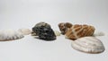 Sea shells isolated landscape stock photo