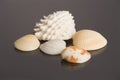 Sea Shells