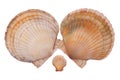 Sea shells