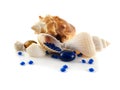 Sea shells isolated on white background Royalty Free Stock Photo