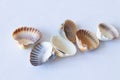 Sea shells are laid out on a white background brought from rest