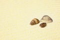 Sea shells lying on beach Royalty Free Stock Photo