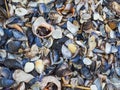 Sea shells and mussels background Royalty Free Stock Photo
