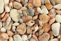 Sea shells, mussels, beige and brown stones background. Top down view