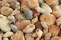 Sea shells, mussels, beige and brown stones background. Closeup.
