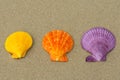 Sea shells in natural vibrant colors on the sand Royalty Free Stock Photo