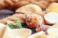 Sea shells. nature background. close up. creative photo. Royalty Free Stock Photo