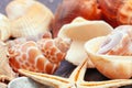 Sea shells. nature background. close up. creative photo. Royalty Free Stock Photo