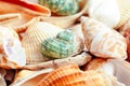 Sea shells. nature background. close up. creative photo. Royalty Free Stock Photo