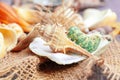Sea shells. nature background. close up. creative photo. Royalty Free Stock Photo