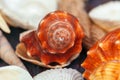 Sea shells. nature background. close up. creative photo. Royalty Free Stock Photo