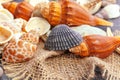 Sea shells. nature background. creative photo. close up Royalty Free Stock Photo