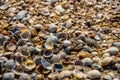 Sea shells on the Pacific coast, California