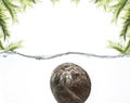 Sea shells, palm twigs and coconut in water on a white background Royalty Free Stock Photo