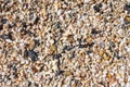 Sea shells and pebbles on the beach Royalty Free Stock Photo