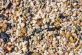 Sea shells and pebbles on the beach Royalty Free Stock Photo