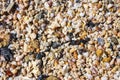 Sea shells and pebbles on the beach Royalty Free Stock Photo