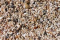 Sea shells and pebbles on the beach Royalty Free Stock Photo