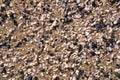 Sea shells and pebbles at the beach Royalty Free Stock Photo