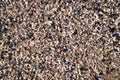 Sea shells and pebbles at the beach Royalty Free Stock Photo