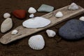 Driftwood with Sea Shells and Pebbles on a Wet Sandy Beach Royalty Free Stock Photo