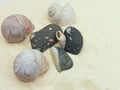 Sea Shells and Pebbles on Sandy Background, Minimal Beach Composition Royalty Free Stock Photo