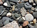 Sea Shells and Pebbles on the Shores of the Isle of Iona, Scotland Royalty Free Stock Photo