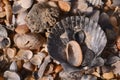 Sea shells and piece of coral Royalty Free Stock Photo