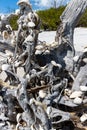 Sea Shells Placed on The Roots of a Ghost Tree on Lovers Key Beach Royalty Free Stock Photo