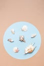 Sea shells ÃÂreative layout. Summer or vacation concept. Seashells pattern.