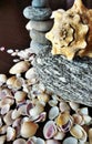 Sea shells and River stones