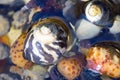 Sea shells in a rock pool closeup Royalty Free Stock Photo