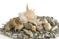 Sea shells and rocks. Royalty Free Stock Photo