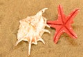 Sea shells on sand Royalty Free Stock Photo