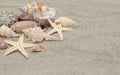 Sea shells with sand as background Royalty Free Stock Photo