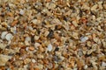 Sea Shells And Sand For Background Or Wall Paper